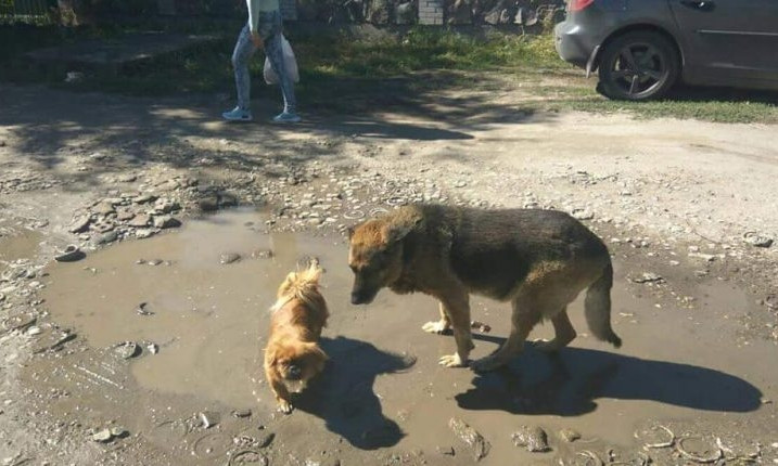 В Запорожье обнаружили двух потерявшихся породистых собак (ФОТО)