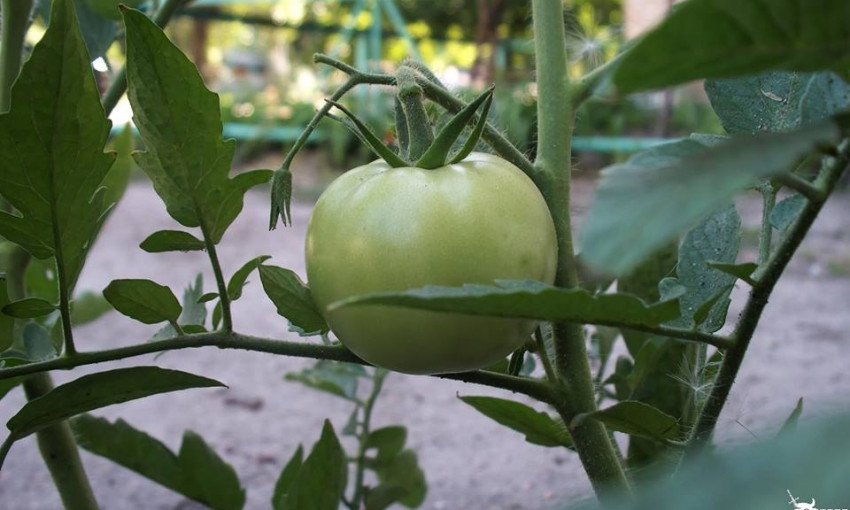 Во дворе многоэтажки вырастили огромный помидор (ФОТО)