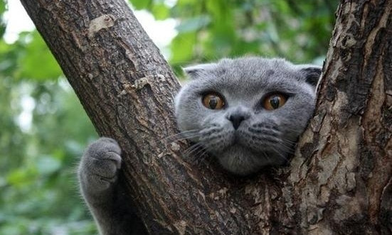 На Кичкасе запорожцы "всем миром" снимали кота с дерева (ФОТО)