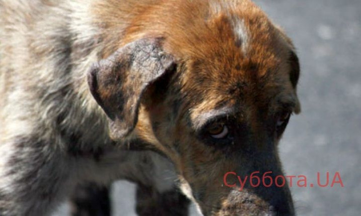 В Запорожье новый директор рынка заставил разгромить будки собак, которые жили неподалеку