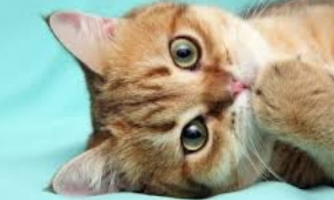 В Запорожье хотят усыпить здорового кота, потому что он "дорого обходится" (ФОТО)