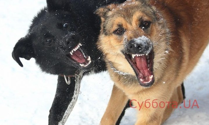 Жители Запорожья боятся бродячих собак
