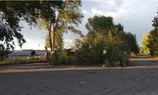 В порту Запорожья рухнуло дерево (ФОТО)