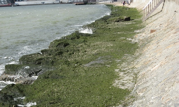 Фотофакт: На запорожских курортах пляжи снова покрылись водорослями