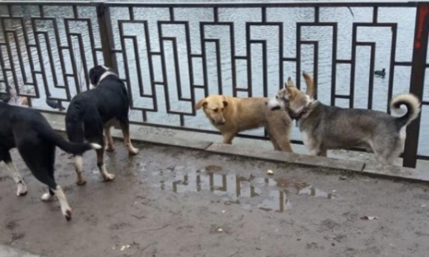 В Запорожской области стая собак напала на прохожих