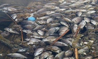 В водоёмах Запорожья массово дохнет рыба (ВИДЕО)
