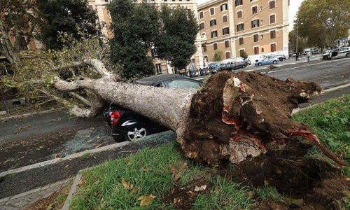 В Запорожье дерево упало на трамвайные пути
