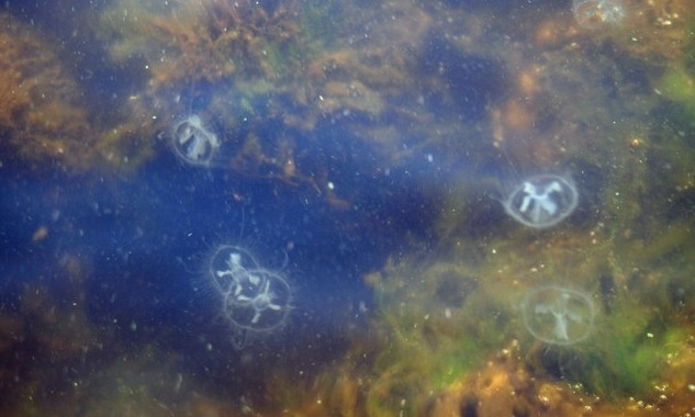 В каховском водохранилище живут медузы (фото)