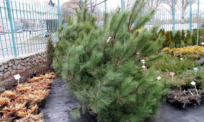 В Запорожской области уже продают живые елки