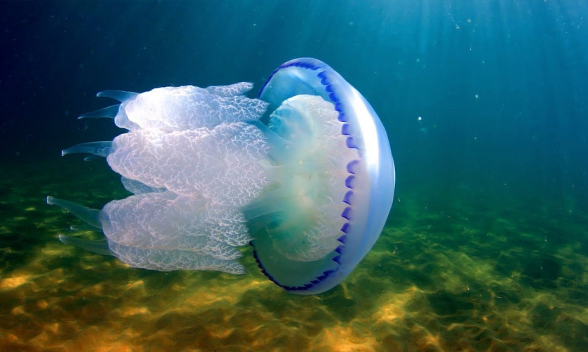 На запорожском курорте больше медуз, чем отдыхающих