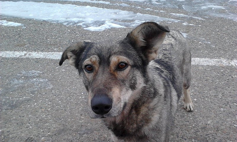 В Запорожье изверги собирались повесить собаку (ФОТО)