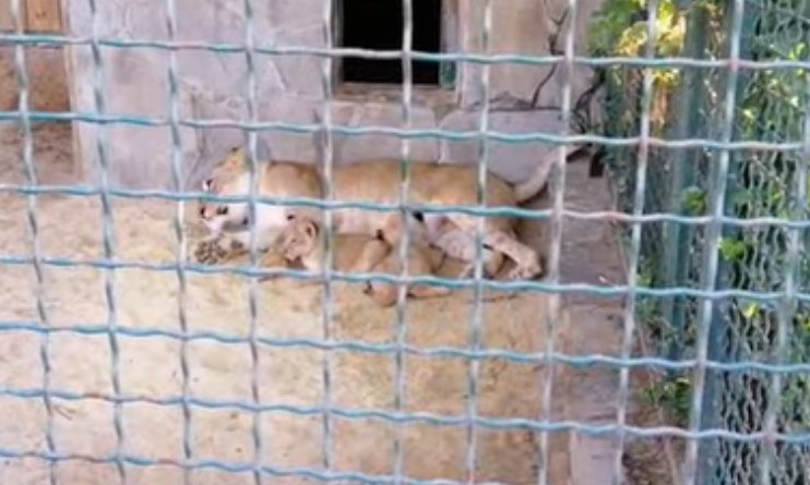 В "Сафари" показали, как львица резвится с детенышами (ВИДЕО)