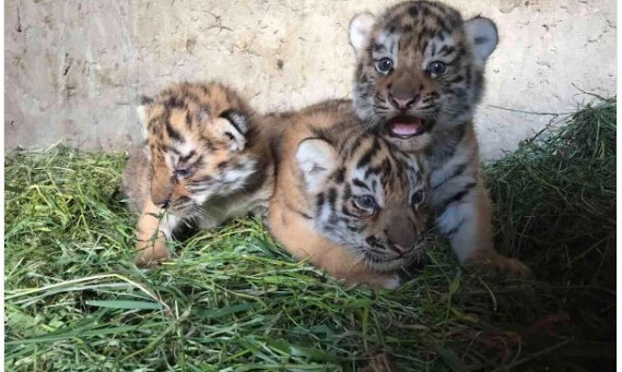 В запорожском зоопарке на трех тигрят стало больше