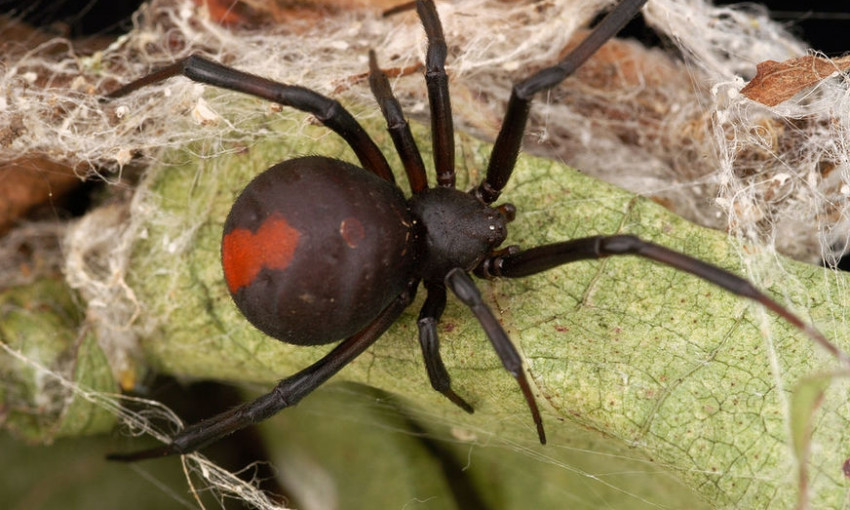 Нашествие ядовитых членистоногих: Мужчину укусил смертельно опасный паук  (ФОТО)
