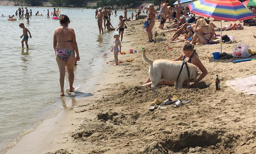 На запорожском пляже владельцы крупных собак купают своих питомцев