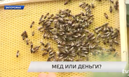 Как запорожские пчеловоды петицию президенту писали…