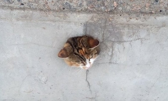 На улице Набережной из жилого дома торчит голова кота (ФОТО)