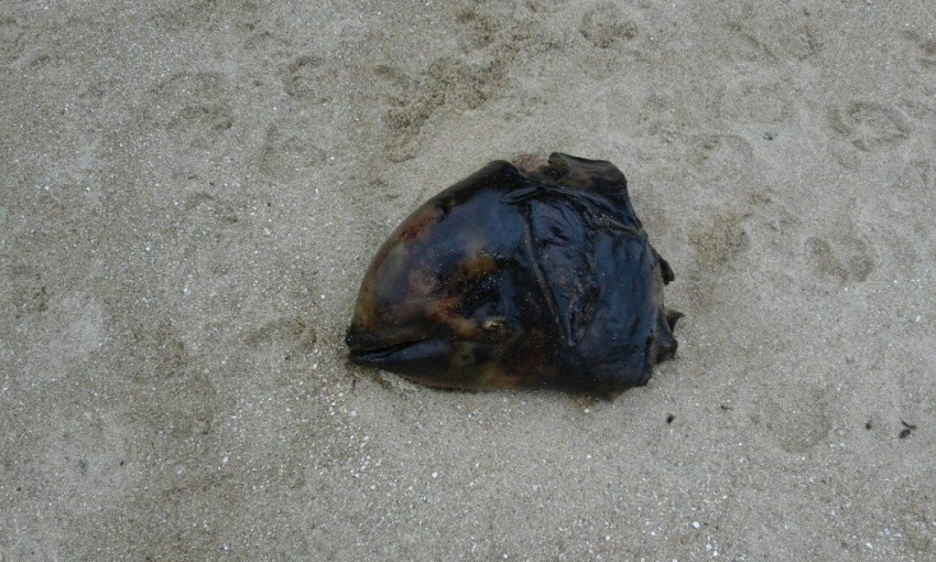 На пляж в Запорожской области выбросило голову редкой рыбы