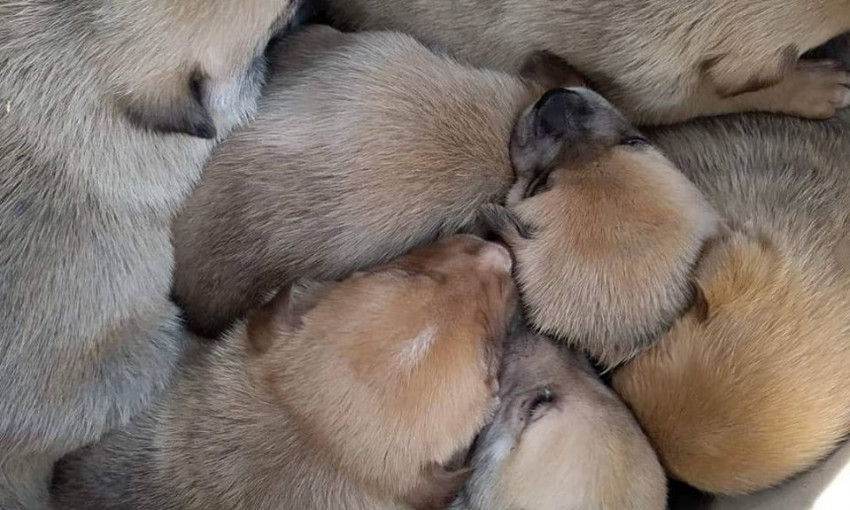 В Запорожье просят помощи для щенков, оставшихся без мамы (ФОТО)