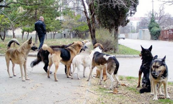 В Запорожье дворовые собаки "отобрали" у детей игровую площадку