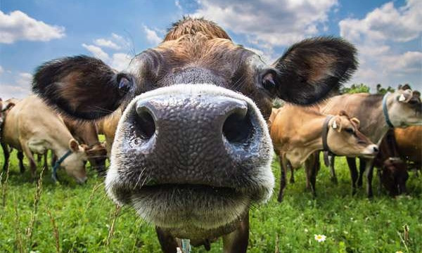 Запорожские курортники отдыхали рядом с коровами (ФОТО, ВИДЕО)