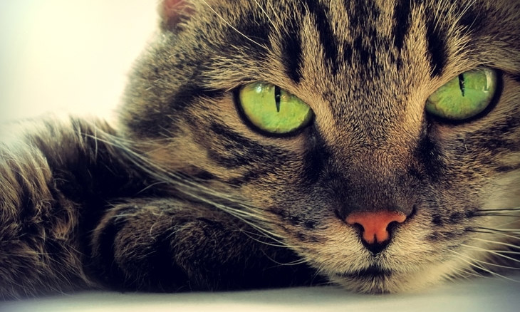 В запорожской квартире хозяин закрыл голодного кота и чуть не погубил животное (ФОТО)