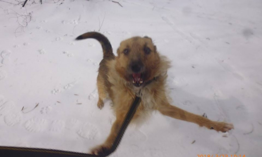В Запорожье неизвестные жестоко убили пса, которого выхаживали волонтеры (ФОТО)