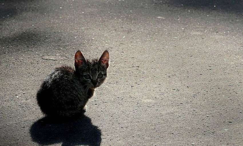 В Запорожской области дети жестоко убили котенка (ФОТО)