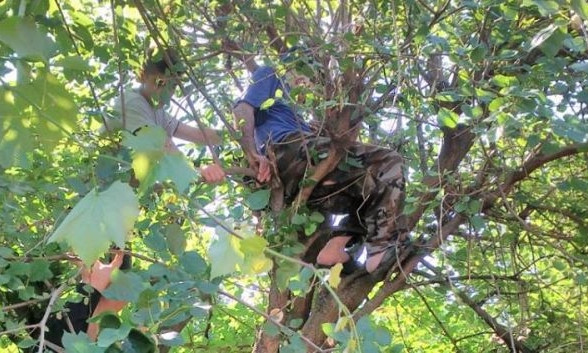 Спасатели доставали деда, застрявшего на дереве (ФОТО)