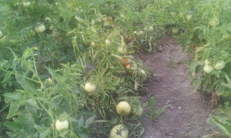 Фотофакт: В Запорожье помидоры растут в самом неожиданном месте