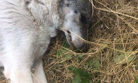 В Запорожье расстреляли собаку (ФОТО)