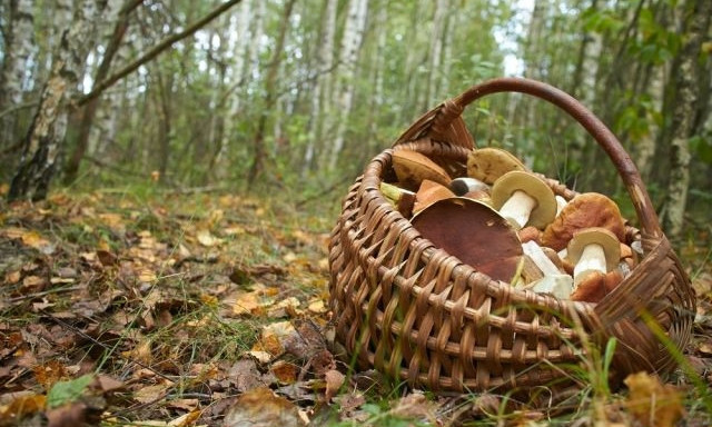 В Запорожской области отравилась грибами целая семья