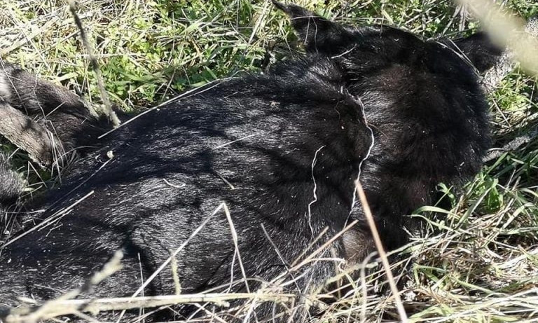 На Хортице активисты нашли мертвую собаку в петле (ФОТО)