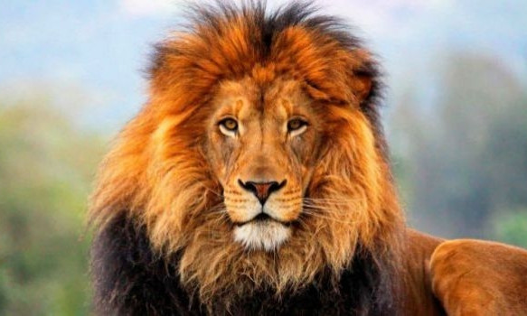 В сети показали измученных львов, которых перевезли в запорожский зоопарк (ФОТО)