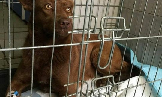 В Запорожской области ищут хозяев собаки, которая едва не погибла от отравления (ФОТО)
