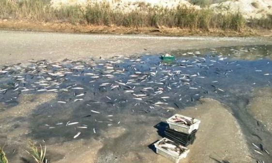 Гнилую рыбу из лимана никто убирать не будет (ФОТО)