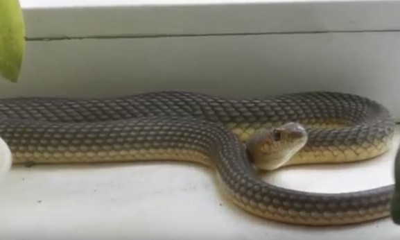 В сети опубликовали видео охоты на змею в частном доме