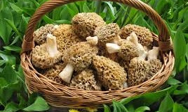 В Запорожской области женщина отравилась первыми грибами