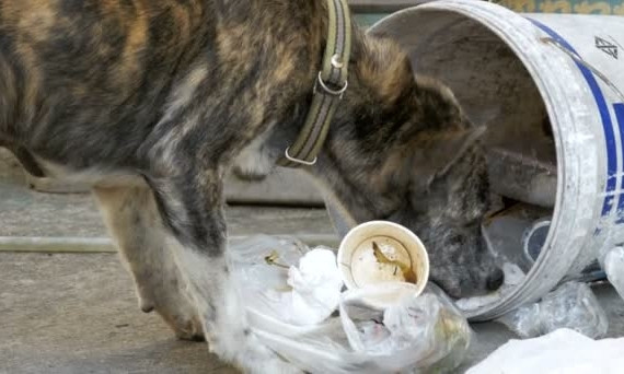 В Запорожской области у хозяина в вольере собаки устроили «голодные игры» (ВИДЕО)+18