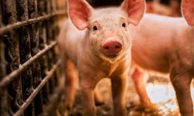 Внимание, карантин: Под Запорожьем выявили африканскую чуму свиней