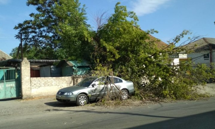 На автомобиль рухнуло огромное дерево (ФОТО)