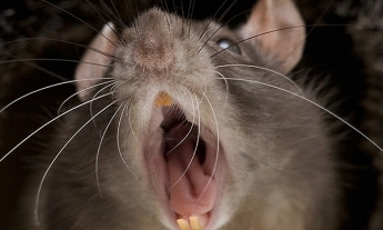Запорожье атакуют крысы (ВИДЕО)