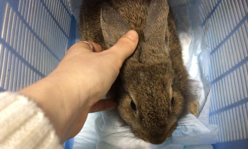 В Запорожье выбросили на улицу маленького кролика, как ненужную вещь (ФОТО)