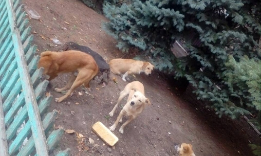 В Запорожской области возле здания суда местные жители устроили «столовую» для собак (ФОТО)