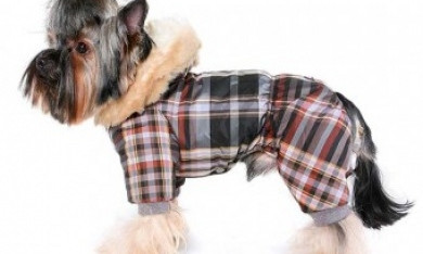 Дожили - в Запорожье воруют одежду даже у собак