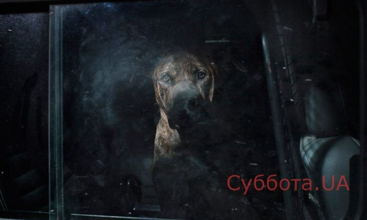 Одинокий пес ездит в запорожской маршрутке (ФОТО)