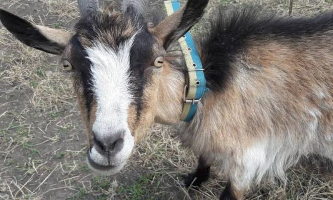 В Запорожье найдена коза-патриотка