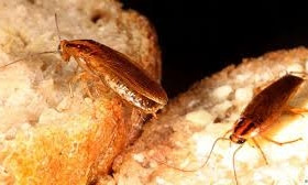 Запорожскую пятиэтажку атакуют полчища тараканов