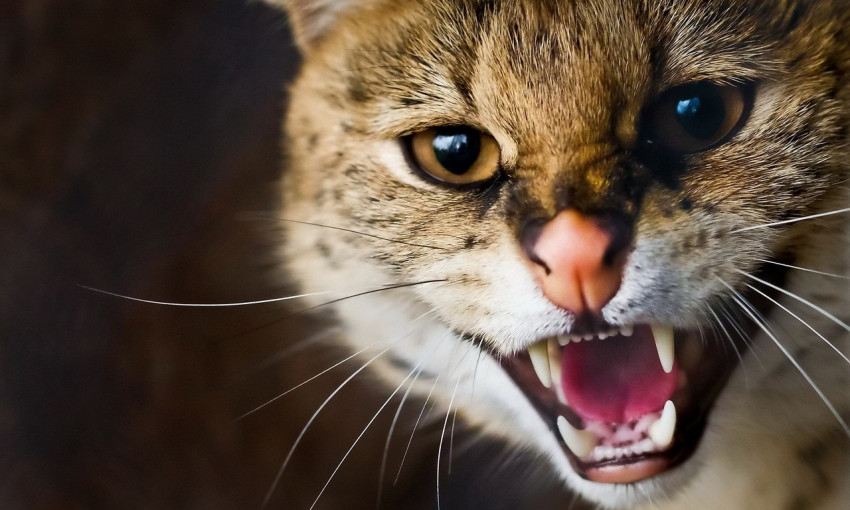 В Запорожье показали необыкновенной красоты дикого кота (ФОТО)