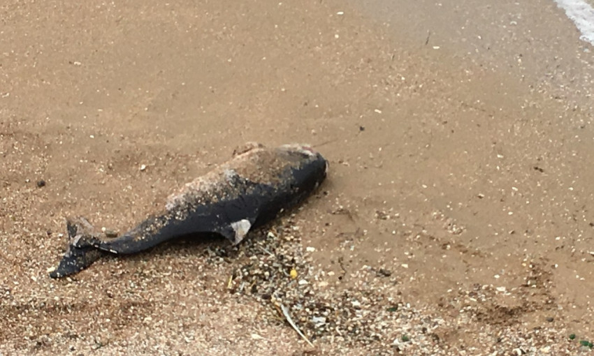 На берег пляжа Бердянска вынесло мертвого дельфина.